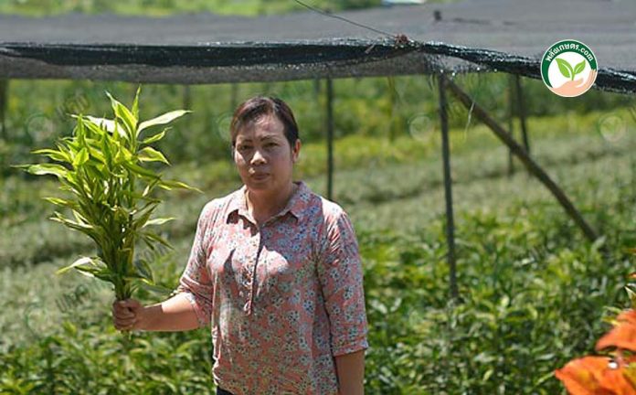 คุณเสาวลักษณ์ วงศ์สิรเจริญ ผู้ผลิต ไผ่กวนอิม จ.เชียงราย คุณเสาวลักษณ์ วงศ์สิรเจริญ ผู้ผลิต ไผ่กวนอิม จ.เชียงราย