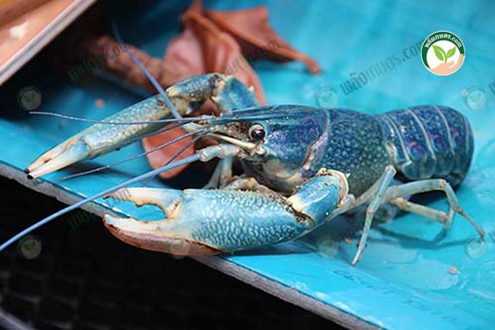 พ่อพันธุ์กุ้งก้ามแดง กุ้งเครฟิช พ่อพันธุ์กุ้งก้ามแดง กุ้งเครฟิช