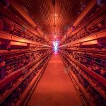 2.โรงเรือนไก่ไข่