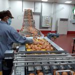 3.คนงานกำลังคัดไข่ไก่