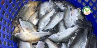 ผลผลิตปลากะพงพร้อมจำหน่าย ที่เลี้ยงโดย อาหารปลากะพง สำเร็จรูป