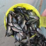 3.ผลผลิตปลานิลพร้อมส่ง