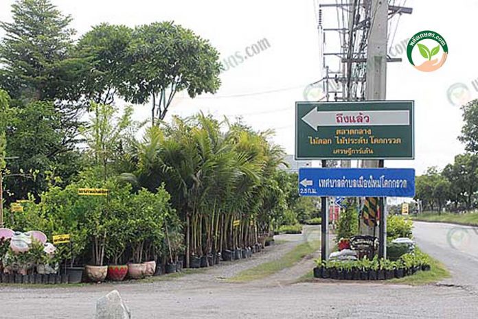 ตลาดต้นไม้โคกกรวด ศูนย์รวมไม้ดอกไม้ประดับแหล่งใหญ่ที่สุดของภาคอีสาน ตลาดต้นไม้โคกกรวด ศูนย์รวมไม้ดอกไม้ประดับแหล่งใหญ่ที่สุดของภาคอีสาน
