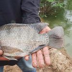 4.ทรงสวย สันหนา เนื้อเยอะ