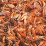 4.ปลาโตเร็ว แข็งแรง