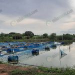 5.บ่ออนุบาลลูกปลานิล