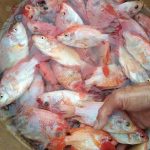 5.หัวเล็ก อ้วน ได้น้ำหนักดี