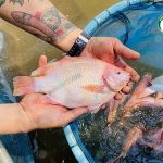 ทรงสวย ตัวใหญ่ เนื้อเยอะ เลี้ยงจาก ลูกพันธุ์ปลาทัมทิม คุณภาพ