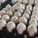 6.ผลผลิตไข่เป็ดพร้อมจำหน่าย