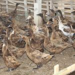 7.เป็ดแข็งแรงสมบูรณ์ ได้น้ำหนัก