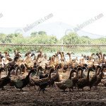 พื้นที่เลี้ยงเป็ด ให้ หัวอาหารเป็ดไข่