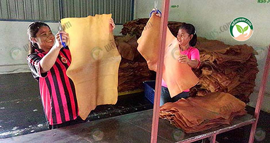 คัตติ้ง- การผลิตยางแผ่นรมควัน การเลือกคุณภาพยางชั้น 1