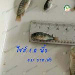 ปลาตัวใหญ่ ไซส์ 1.0 นิ้ว