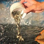 ลูกปลาโตเร็ว แข็งแรง