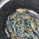 10.กุ้งก้ามแดงตัวใหญ่ เนื้อเยอะ