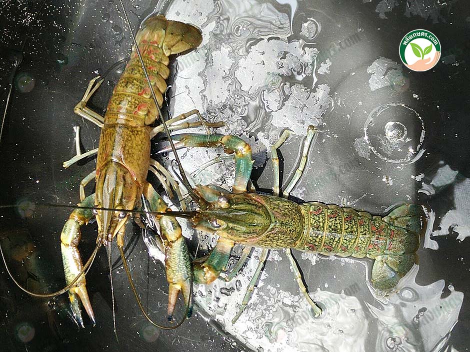 2.กุ้งก้ามแดงสายพันธุ์ไทย