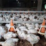 3.การให้อาหารไก่เนื้อ