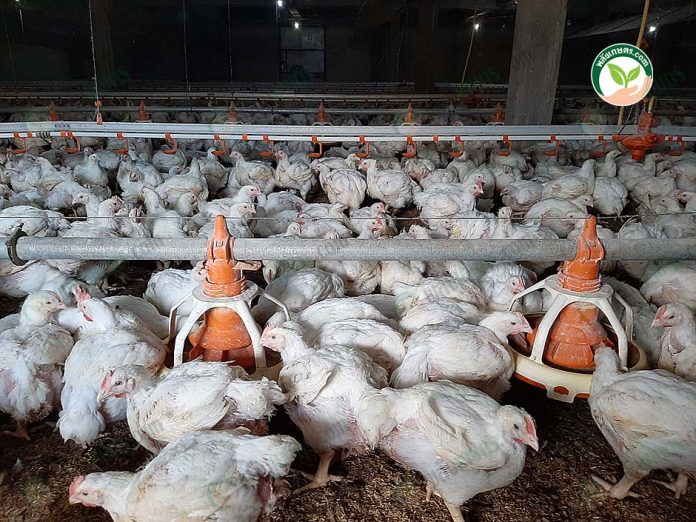 3.การให้อาหารไก่เนื้อ 3.การให้อาหารไก่เนื้อ