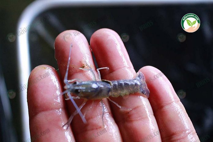 ลูกพันธุ์กุ้งก้ามแดง ไซส์กำลังสวย 1-2 นิ้ว เลี้ยงด้วย อาหารกุ้งก้ามแดง คุณภาพ ลูกพันธุ์กุ้งก้ามแดง ไซส์กำลังสวย 1-2 นิ้ว เลี้ยงด้วย อาหารกุ้งก้ามแดง คุณภาพ