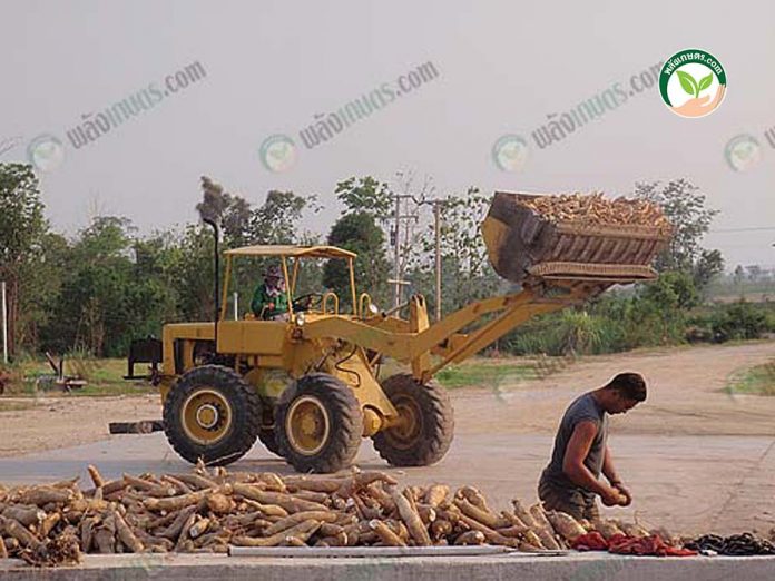 การจัดการผลผลิตมันสำปะหลังใน ลานมัน การจัดการผลผลิตมันสำปะหลังใน ลานมัน
