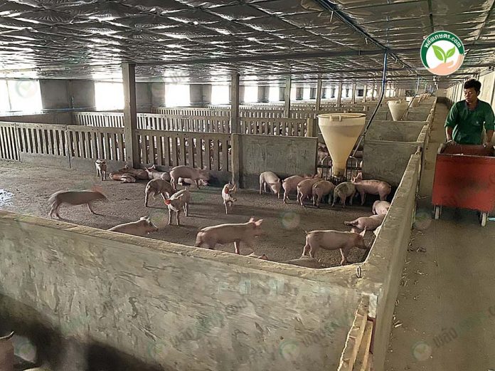 5.การให้อาหารหมู 5.การให้อาหารหมู