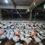 6.แอร์โร่ฟอยล์ ลดความร้อนภายในโรงเรือนไก่เนื้อ