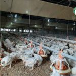 7.แข็งแรง โตไว ได้น้ำหนัก