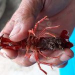 9.ช่วงกำลังจะเป็นตัว