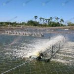 การเลี้ยงในบ่อดิน