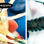 ลักษณะกุ้งเพศเมีย