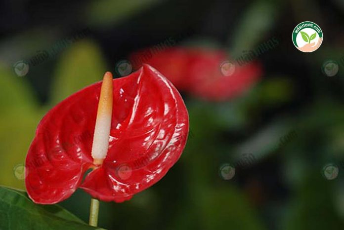 หน้าวัวตัดดอก พันธุ์ทรอปิคอล หน้าวัวตัดดอก พันธุ์ทรอปิคอล