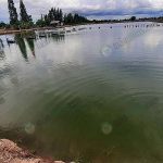 2.บ่อเลี้ยงกุ้ง