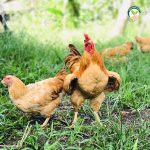 2.ไก่ตะเภาทอง