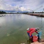 3.คนงานจับกุ้งขึ้นจากบ่อ