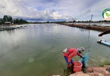 3.คนงานจับกุ้งขึ้นจากบ่อ