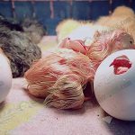 3.ไก่เริ่มฟักเป็นตัว