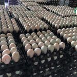 3.ไข่เป็ดพร้อมจำหน่าย