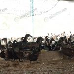 4.การให้อาหารเป็ด