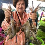4.ผลผลิตกุ้งก้ามกรามพร้อมจำหน่าย