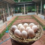 4.ไข่ใบใหญ่ สด สะอาด