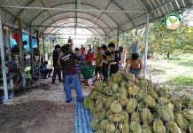 ทุเรียนผลสวยตรงตามที่ตลาดต้องการ ปลอดจาก โรครากเน่าโคนเน่า