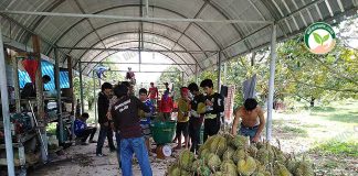 ทุเรียนผลสวยตรงตามที่ตลาดต้องการ ปลอดจาก โรครากเน่าโคนเน่า