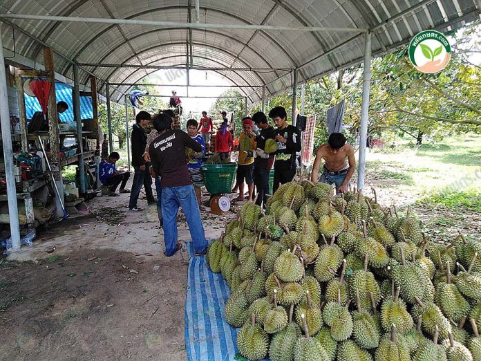 ทุเรียนผลสวยตรงตามที่ตลาดต้องการ ปลอดจาก โรครากเน่าโคนเน่า ทุเรียนผลสวยตรงตามที่ตลาดต้องการ ปลอดจาก โรครากเน่าโคนเน่า
