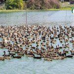 5.บริเวณพื้นที่ให้เป็ดเล่นน้ำ