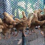 6.คอกไก่ต้องสะอาด มีอากาศถ่ายเท