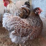 7.ไก่ Wyandotte