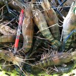 กุ้งก้ามกรามตัวใหญ่ ได้คุณภาพ