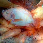 ปลาทับทิมอ้วนใหญ่ ได้ไซซ์ที่ตลาดต้องการ