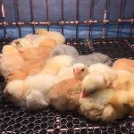 ลูกไก่แข็งแรง สมบูรณ์ โตไว