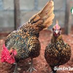 ไก่ Sebright